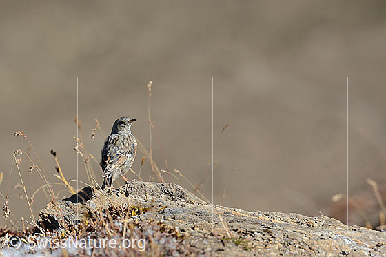 Foto: Alpenbraunelle (Prunella collaris)
Lat.: Prunella collaris
Ordnung: Passeriformes (Sperlingsvögel)
Unterordnung: Passeri (Singvögel)
Familie: Prunellidae (Braunellen)
Gattung: Prunella (Braunellen)