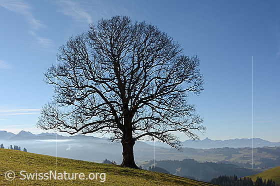 Foto: Wohlgeformter Ahorn. Im Hintergrund die Emmentaler Hügellandschaft und die Stockhornkette. 
Dieser stolze Baum hat sicher schon viel erlebt.
