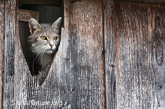 Hauskatze (Felis catus)