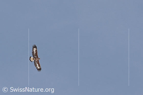 Foto: Junger Adler (Aquila chrysaetos) im Flug.
Lat.: Aquila chrysaetos
Ordnung: Accipitriformes (Greifvögel)
Familie: Accipitridae (Habichtartige)
Unterfamilie: Aquilinae
Gattung: Aquila (Echte Adler)