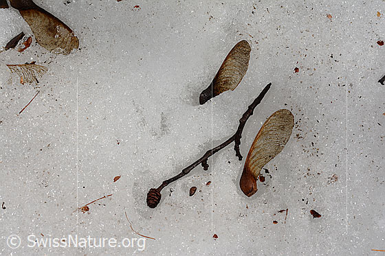 Foto: Samen des Ahorn im Schnee.