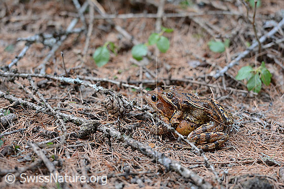 Foto: Grasfrösche bei der Paarung. Das Männchen ist kleiner als das Weibchen.
Lat.: Rana temporaria
Familie: Ranidae (Echte Frösche)
Gattung: Rana (Echte Frösche)