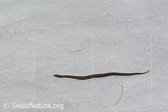 Foto: Aspisviper (Vipera aspis) auf Schneefläche. Die junge Schlange flüchtet über ein Schneefeld und erkundet mit der Zunge ihren Weg.