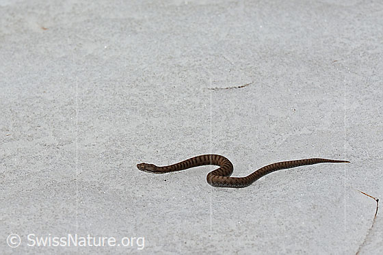 Foto: Aspisviper (Vipera aspis) bewegt sich über ein Schneefeld.