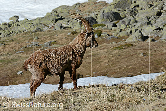 Foto: Steinbock (Capra ibex) im Winterfell
Lat.: Capra ibex
Ordnung: Artiodactyla (Paarhufer)
Familie: Bovidae (Hornträger)
Unterfamilie: Antilopinae
Gattung: Capra (Ziegen)