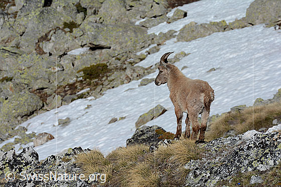 Foto: Junger Steinbock (Capra ibex) hält Ausschau nach seinen Artgenossen.
Lat.: Capra ibex
Ordnung: Artiodactyla (Paarhufer)
Familie: Bovidae (Hornträger)
Unterfamilie: Antilopinae
Gattung: Capra (Ziegen)