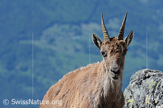 Foto: Begegnung mit einer Steingeiss (Capra ibex).
Steinbock
Lat.: Capra ibex
Ordnung: Artiodactyla (Paarhufer)
Familie: Bovidae (Hornträger)
Unterfamilie: Antilopinae
Gattung: Capra (Ziegen)