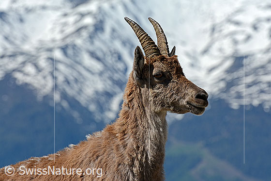 Foto: Portrait einer Steingeiss (Capra ibex).
Steinbock
Lat.: Capra ibex
Ordnung: Artiodactyla (Paarhufer)
Familie: Bovidae (Hornträger)
Unterfamilie: Antilopinae
Gattung: Capra (Ziegen)