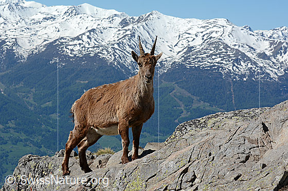 Foto: Steingeiss (Capra ibex) auf Felsgrat.
Steinbock
Lat.: Capra ibex
Ordnung: Artiodactyla (Paarhufer)
Familie: Bovidae (Hornträger)
Unterfamilie: Antilopinae
Gattung: Capra (Ziegen)