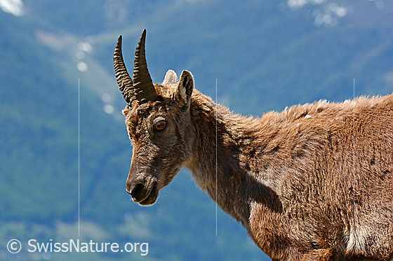 Foto: Steingeiss  (Capra ibex, Portrait).
Steinbock
Lat.: Capra ibex
Ordnung: Artiodactyla (Paarhufer)
Familie: Bovidae (Hornträger)
Unterfamilie: Antilopinae
Gattung: Capra (Ziegen)