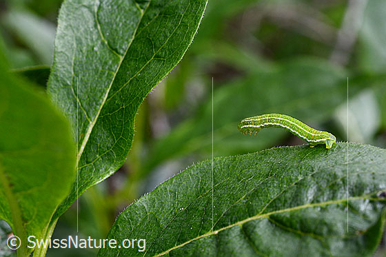 Foto: Raupe eines Eulenfalters
ev. Gothica-Kätzcheneule
Lat.: Orthosia gothica