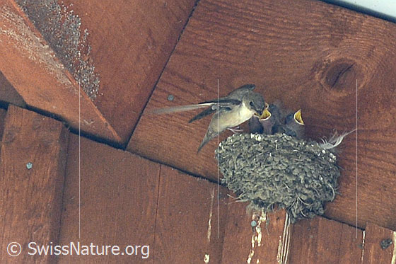 Foto: Felsenschwalbe (Ptyonoprogne rupestris) bei der Fütterung der Jungvögel.
Umgebung: Weiler in Bergtal umgeben von Weiden, Wäldern und Felswänden. Höhe ca. 1500m ü.M.
Lat.: Ptyonoprogne rupestris
Familie: Hirundinidae (Schwalben)