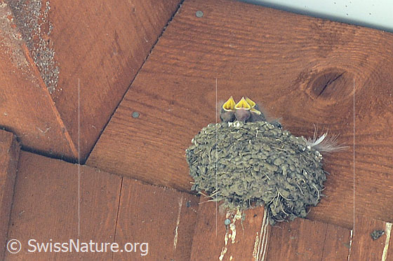 Foto: Felsenschwalben (Ptyonoprogne rupestris). Die Jungvögel sitzen im Nest und warten auf Nahrung. Sobald die Eltern in der Nähe des Nests herumkreisen und Insekten jagen, öffnen die hungrigen Jungen schon ihren Schnabel.
Umgebung: Weiler in Bergtal umgeben von Weiden, Wäldern und Felswänden. Höhe ca. 1500m ü.M.
Lat.: Ptyonoprogne rupestris
Ordnung: Passeriformes (Sperlingsvögel)
Unterordnung: Passeri (Singvögel)
Familie: Hirundinidae (Schwalben)
Gattung: Ptyonoprogne