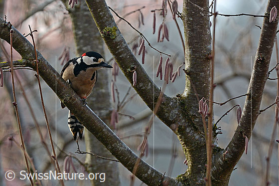 Photo: Great Spotted Woodpecker (Dendrocopos major) sitting in hazel bush.