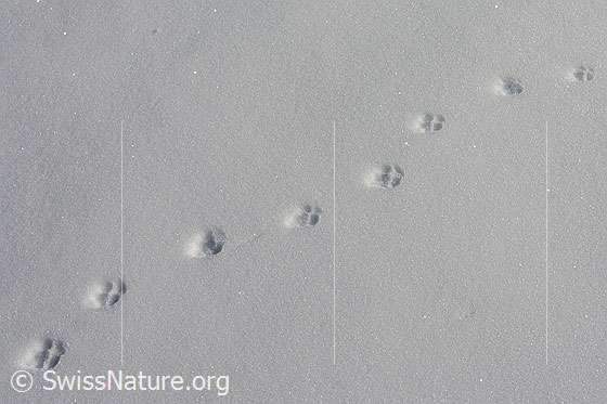 Foto: Fuchsspur im Neuschnee.