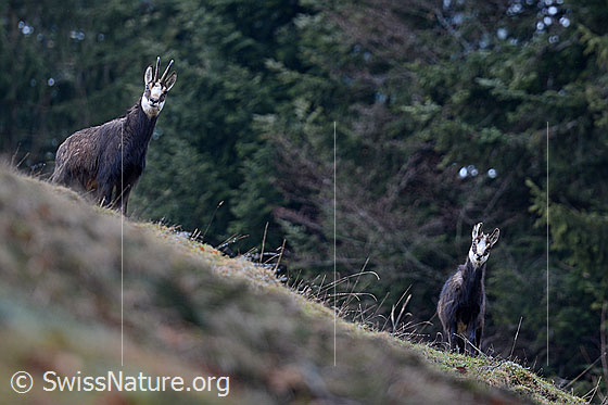 Foto: Junge Gämse (Rupicapra rupicapra) mit Mutter. Die beiden Wildtiere beobachten, wer da näher kommt.
Lat.: Rupicapra rupicapra
Ordnung: Artiodactyla (Paarhufer)
Familie: Bovidae (Hornträger)
Gattung: Rupicapra (Gämsen)