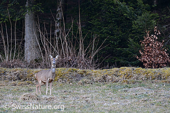 Foto: Rehgeiss (Capreolus capreolus) auf der Wiese.
Lat.: Capreolus capreolus
Ordnung: Artiodactyla (Paarhufer)
Familie: Cervidae (Hirsche)
Unterfamilie: Capreolinae (Trughirsche)
Gattung: Capreolus (Rehe)