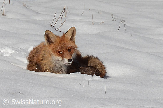 Fuchs im Schnee