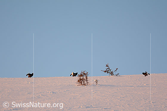 Foto: Balzende Birkhähne im Schnee.
Birkhuhn  (Lyrurus tetrix)
Lat.: Lyrurus tetrix, Syn.: Tetrao tetrix
Ordnung: Galliformes (Hühnervögel)
Familie: Phasianidae (Fasanenartige)
Unterfamilie: Phasianinae
Gattung: Lyrurus (Birkhühner)