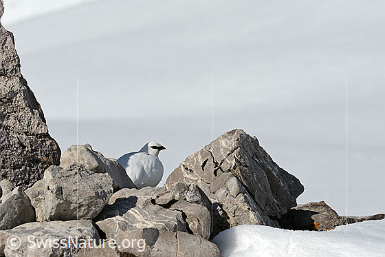 Foto: Schneehuhn (Lagopus mutus) gut getarnt zwischen Felsblöcken. Winterkleid.
Alpenschneehuhn
Lat.: Lagopus mutus
Ordnung: Galliformes (Hühnervögel)
Familie: Phasianidae (Fasanenartige)
Unterfamilie: Tetraoninae (Raufusshühner)
Gattung: Lagopus (Schneehühner)