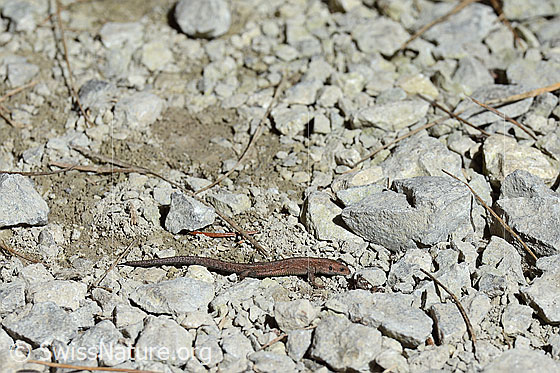 Foto: Mauereidechse
Lat.: Podarcis muralis
Familie: Lacertidae