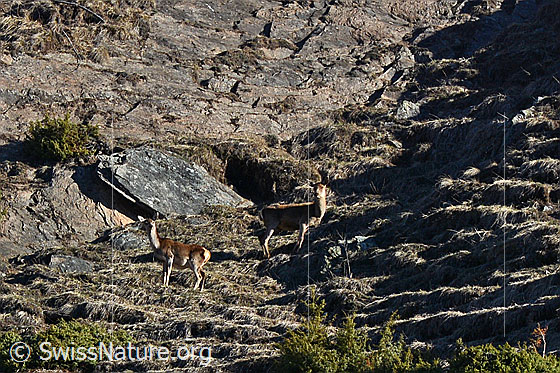 Foto: Zwei Hirsche in steilem Gelände.
