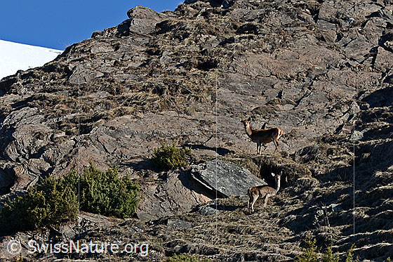Foto: Zwei Hirsche am Fuss einer Felswand.