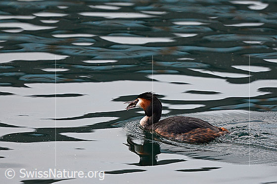 Foto: Gänsesäger (Mergus merganser). Weibchen.
Umgebung: Vierwaltstättersee bei Luzern (Luzernersee).
Lat.: Mergus merganser
Familie: Anatidae (Entenvögel)