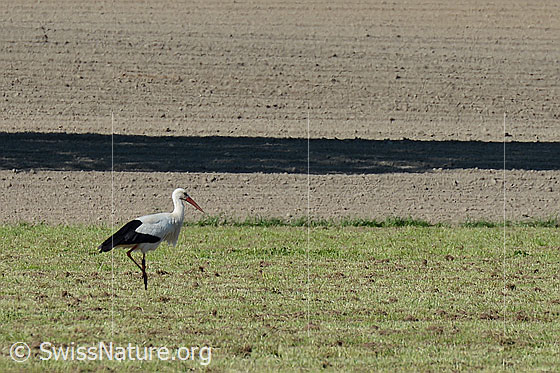 Foto: Storch auf Nahrungssuche. Weissstorch (Ciconia ciconia)
Umgebung: Landwirtschaftsland in Moorebene (Naturschutzgebiet). Ca. 500m ü.M.
Lat.: Ciconia ciconia
Ordnung: Ciconiiformes
Familie: Ciconiidae (Störche)
Gattung: Ciconia (Eigentliche Störche)