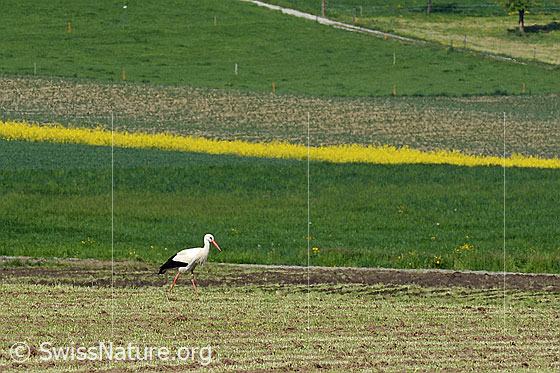 Foto: Weissstorch (Ciconia ciconia) auf Wiese. 
Umgebung: Landwirtschaftsland in Moorebene (Naturschutzgebiet). Ca. 500m ü.M.
Lat.: Ciconia ciconia
Familie: Ciconiidae (Störche)