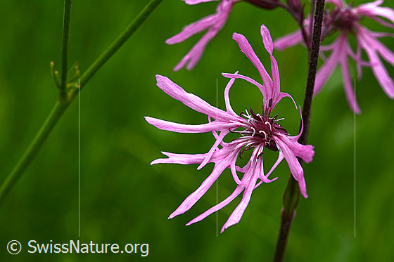 Photo: Silene flos-cuculi. Blossom.