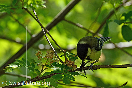 Foto: Kohlmeise (Parus major) mit Insekten im Schnabel.