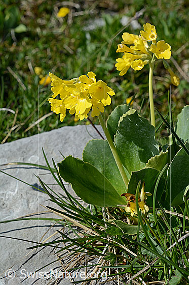 Foto: Blühende Flühblümchen.
Lat.: Primula auricula
Familie: Primulaceae (Schlüsselblumengewächse)