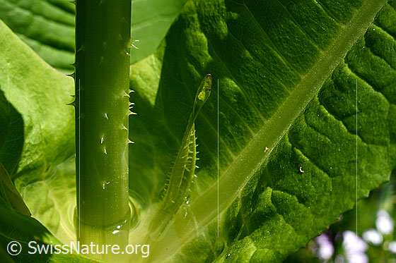 Foto: Blatt und Stengel der Wilden Karde.
