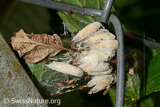 Traubenkirschen-Gespinstmotte (Yponomeuta evonymella)