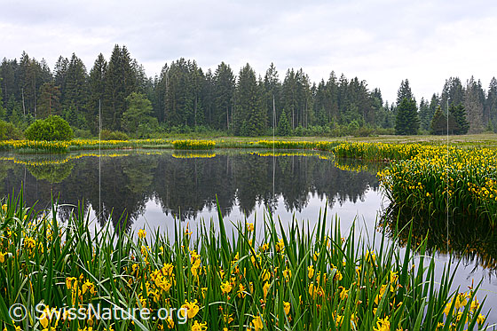 Foto: Gelbe Schwertlilie am Ufer eins Moorsees. Wird auch Sumpf-Schwertlilie und Wasser-Schwertlilie genannt.
Umgebung: Moor. Höhe: ca. 1050m ü.M.
Lat.: Iris pseudacorus
Familie: Iridaceae (Schwertliliengewächse)
Gattung: Iris (Schwertlilien)