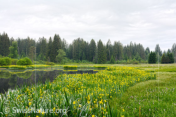 Foto: Gelbe Schwertlilie am Ufer eins Moorsees. Wird auch Sumpf-Schwertlilie und Wasser-Schwertlilie genannt.
Umgebung: Moor. Höhe: ca. 1050m ü.M.
Lat.: Iris pseudacorus
Familie: Iridaceae (Schwertliliengewächse)
Gattung: Iris (Schwertlilien)