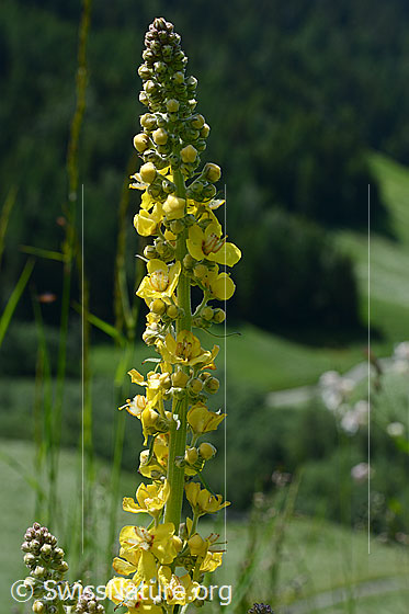 Foto: Kleinblütige Königskerze (Verbascum thapsus). Blühend. Wird auch Echte Königskerze genannt.
