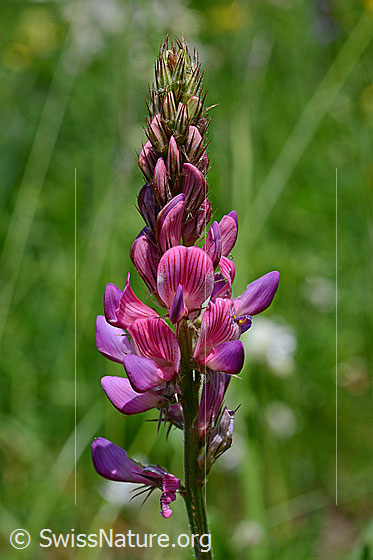 Foto: Saat-Esparsette, Blütenstand
Lat.: Onobrychis viciifolia 
Familie: Fabaceae (Schmetterlingsblütler)