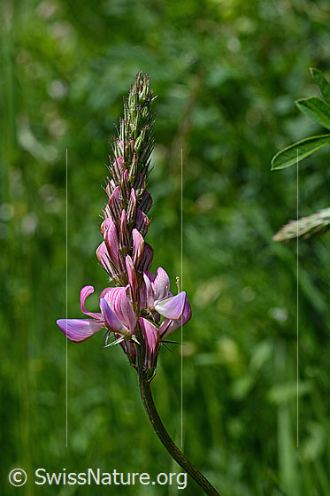 Foto: Saat-Esparsette (Onobrychis viciifolia), Blütenstand
Umgebung: Wiese. Höhe: ca. 1550m ü.M.
Lat.: Onobrychis viciifolia 
Familie: Fabaceae (Schmetterlingsblütler)