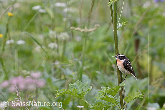 Braunkehlchen (Saxicola rubetra)