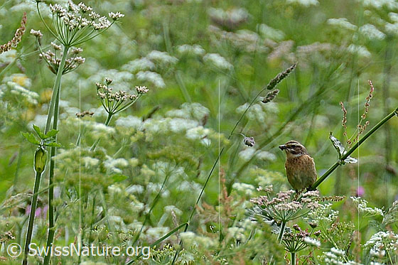 Foto: Braunkehlchen (Saxicola rubetra). Weibchen.