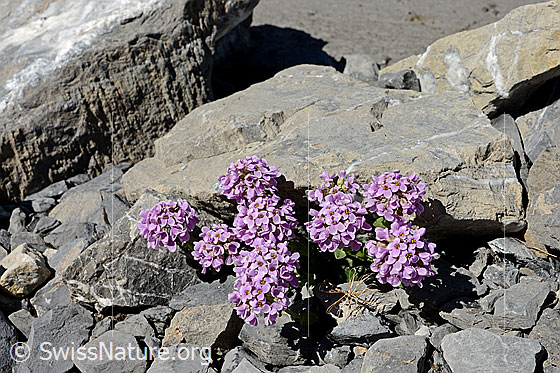 Foto: Kriechendes Täschelkraut (Thlaspi rotundifolium). Blühend. 
Umgebung: Gletschervorfeld auf ca. 2000m ü.M.
Lat.: Thlaspi rotundifolium
Familie: Brassicaceae (Krezublütler)