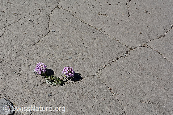 Foto: Kriechendes Täschelkraut (Thlaspi rotundifolium) auf ausgetrocknetem Boden.
Umgebung: Gletschervorfeld auf ca. 2000m ü.M.
Lat.: Thlaspi rotundifolium
Familie: Brassicaceae (Kreuzblütler)
Gattung: Noccaea (Täschelkräuter)