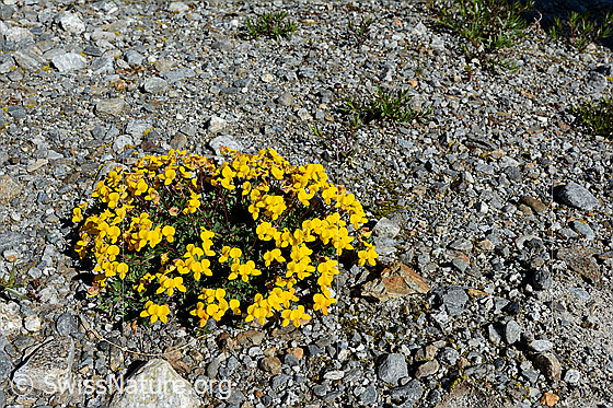 Photo: Lotus alpinus on alluvial soil (here in the glacier forefield)