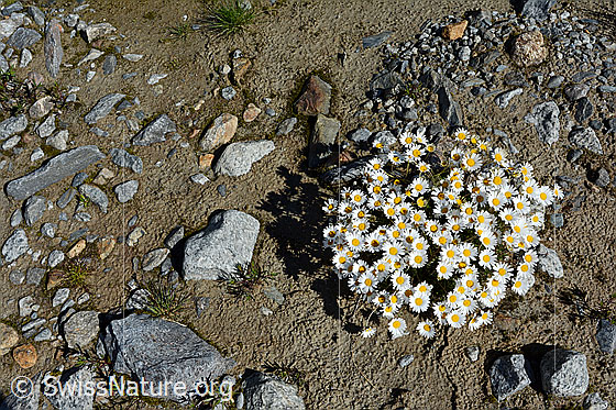 Foto: Gewöhnliche Alpenmargerite, blühend, auf Alluvialboden (Schwemmboden, hier im Gletschervorfeld).