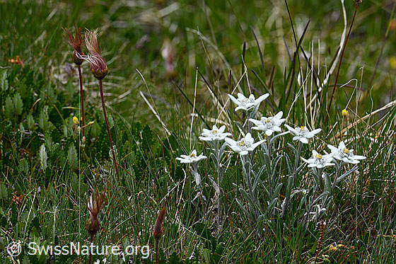Foto: Edelweiss, blühend, blühend, von Gräsern umgeben.
Lat.: Leontopodium alpinum
Familie: Asteraceae (Korbblütler)