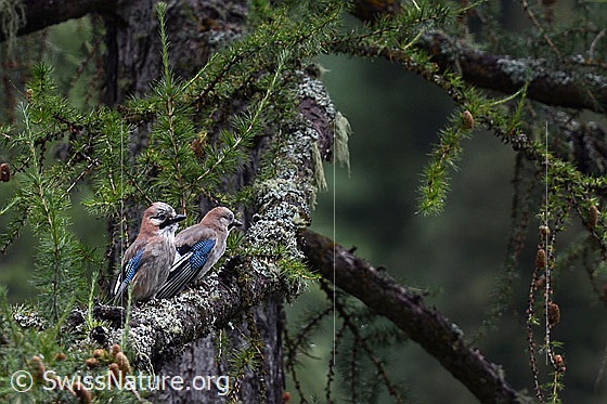 Foto: Eichelhäher (Garrulus glandarius).
Die zwei junge Eichelhäher sitzen auf einem Ast. und warten auf die Fütterung durch die Eltern.
Lat.: Garrulus glandarius
Familie: Corvidae (Rabenvögel)
Gattung: Garrulus