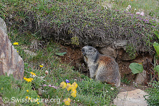 Foto: Ordnung: Rodentia (Nagetiere)
Familie: Sciuridae (Hörnchen)
Unterfamilie: Xerinae (Erdhörnchen)
Gattung: Marmota