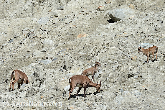Foto: Alpensteinböcke (Capra ibex) im Rudel. Die Steinböclke, Steingeissen und Steinkitze lecken Sand, vermutlich um Mineralien aufzunehmen.
Familie: Bovidae (Hornträger)
Gattung: Capra (Ziegen)
